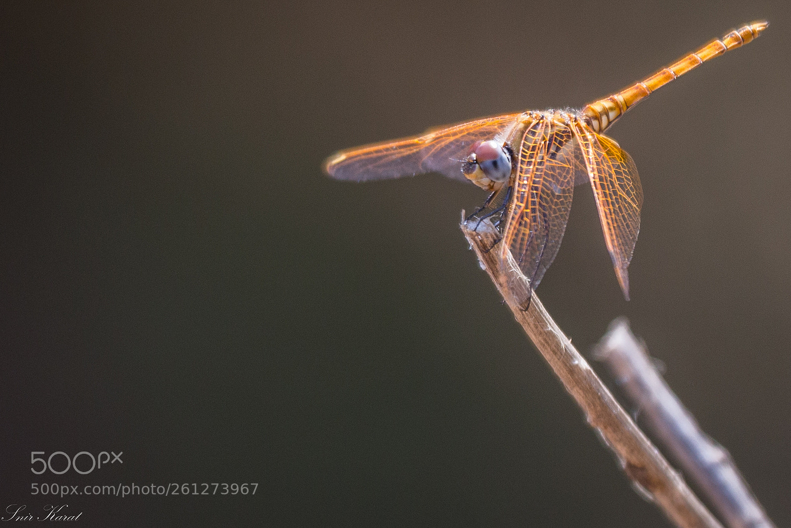 Canon EOS 6D sample photo. Golden darter dragonfly photography