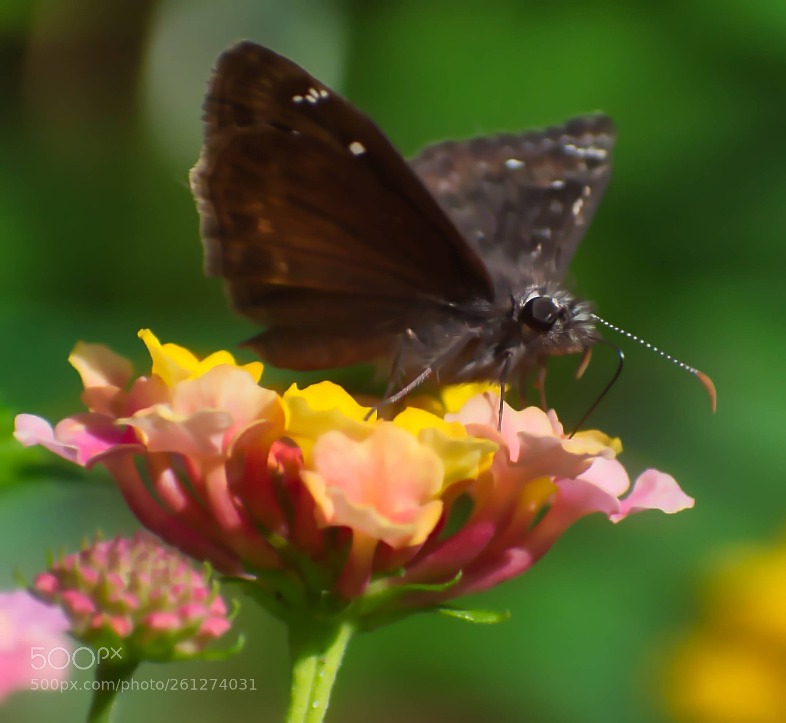 Nikon D5600 sample photo. Pollinator photography