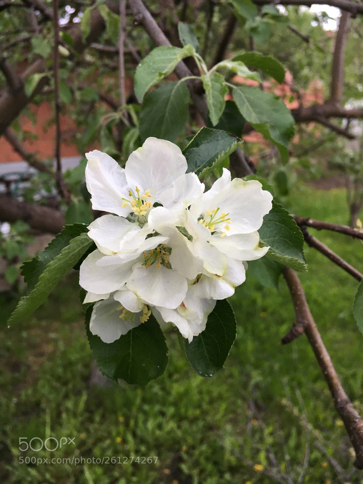 Apple iPhone 6s sample photo. Яблони в цвету.  photography