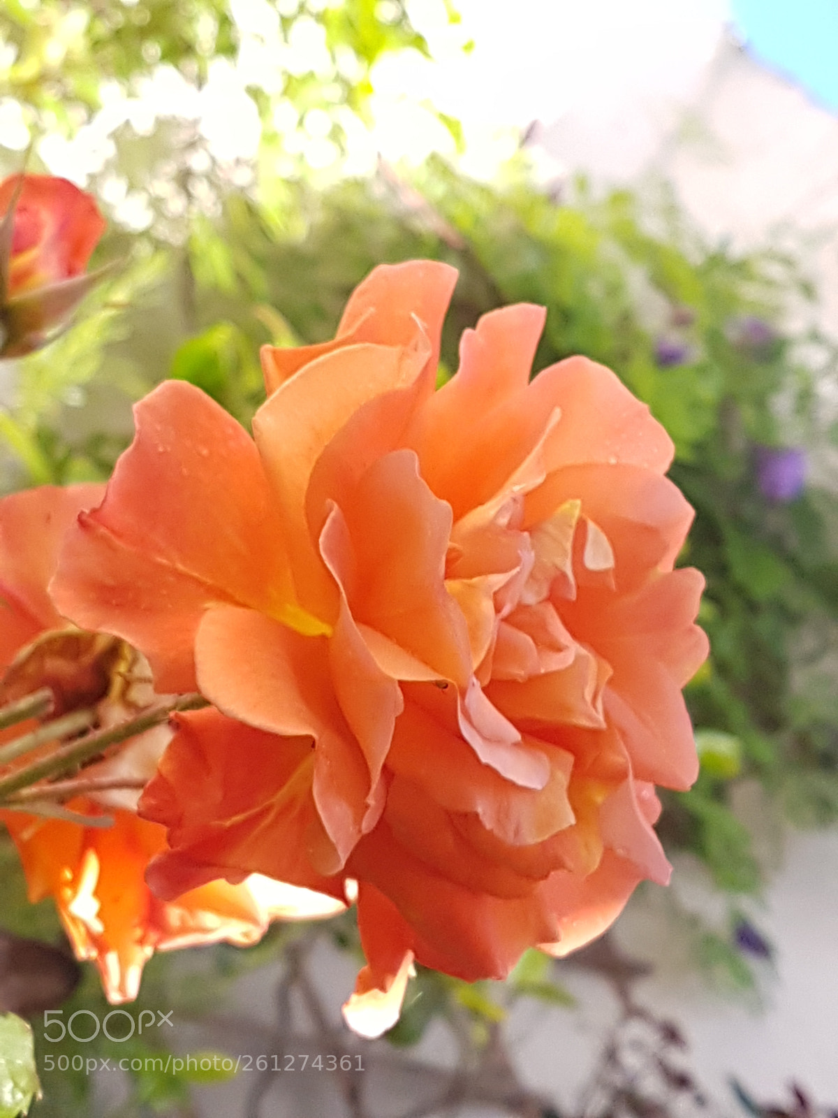 Samsung Galaxy S7 sample photo. Rose photography
