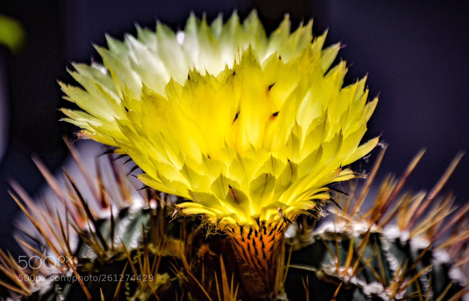 Nikon D3200 sample photo. Il fiore dell''astrophitum ornatum photography