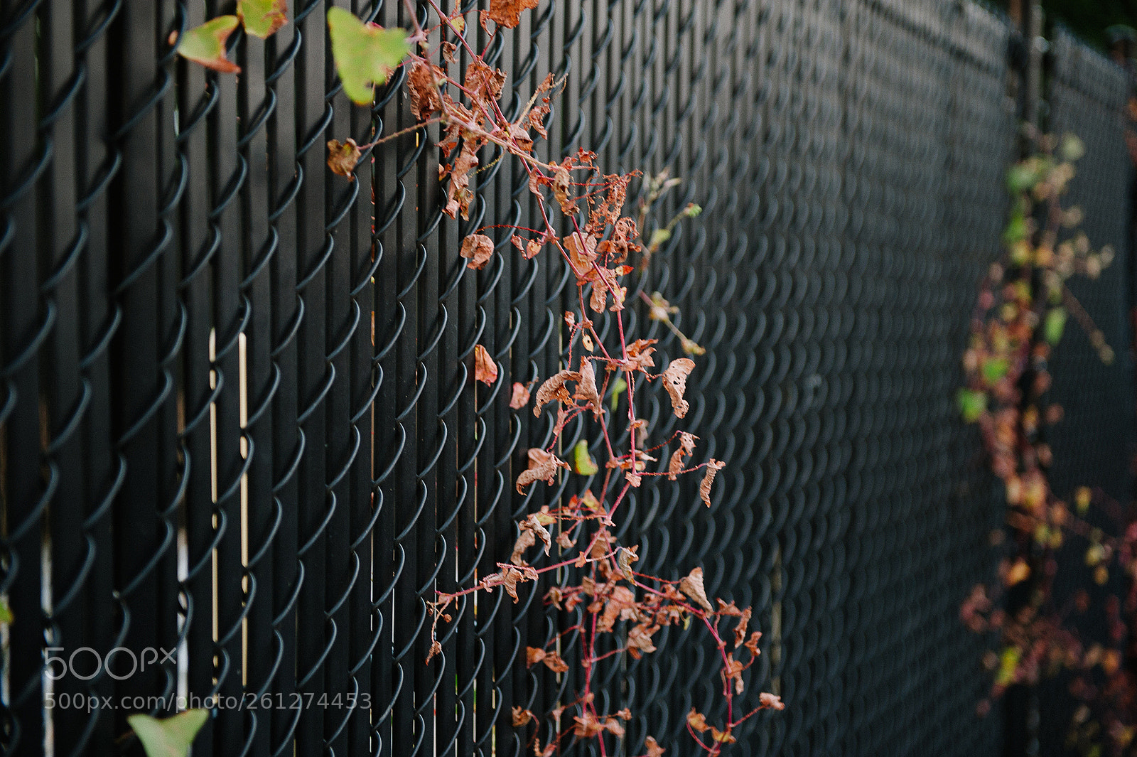 Nikon D700 sample photo. Ckc photography