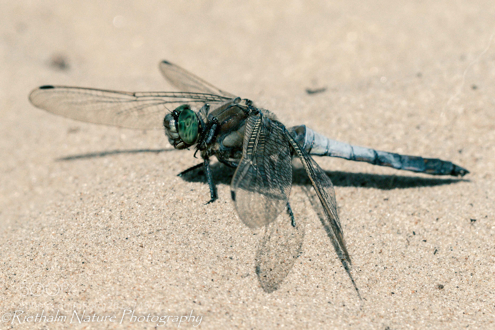 Canon EOS 7D Mark II sample photo. Black-tailed skimmer/dragonfly photography