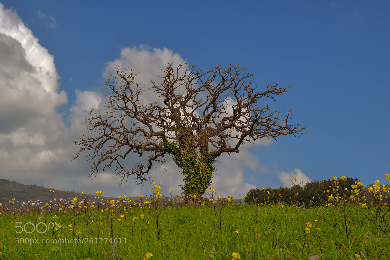Nikon D500 sample photo. Knorriger baum photography