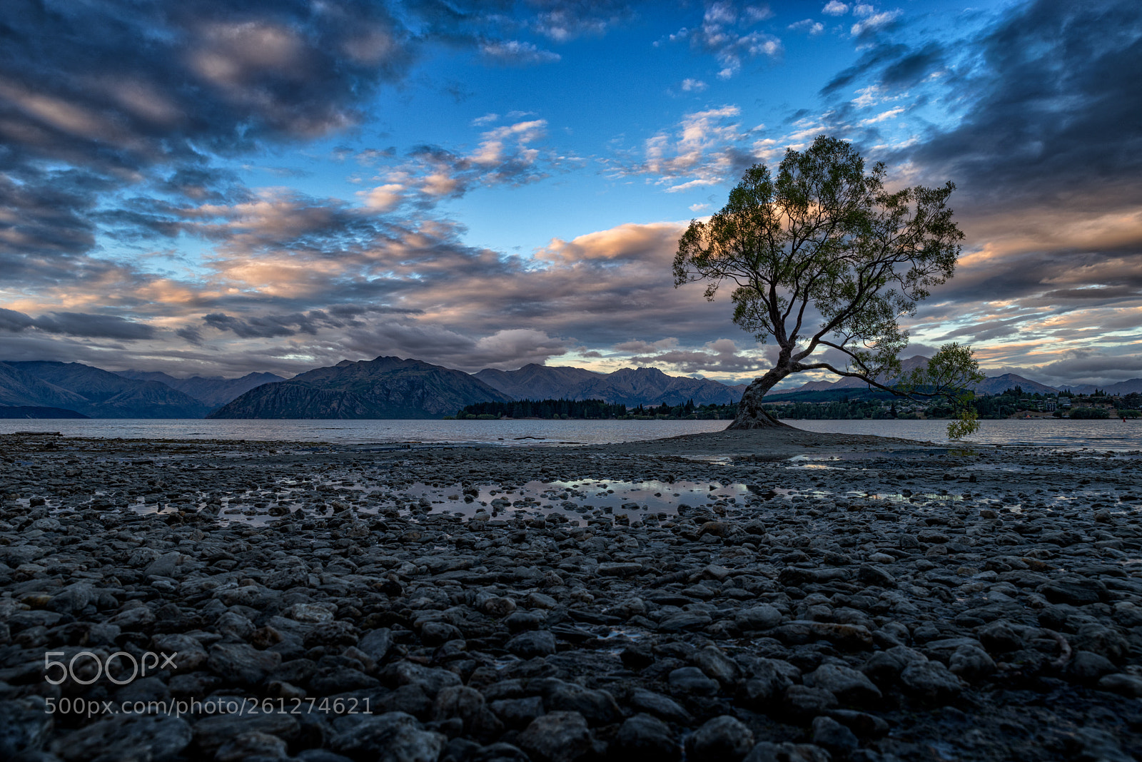 Pentax K-1 sample photo. That lone wanaka tree photography
