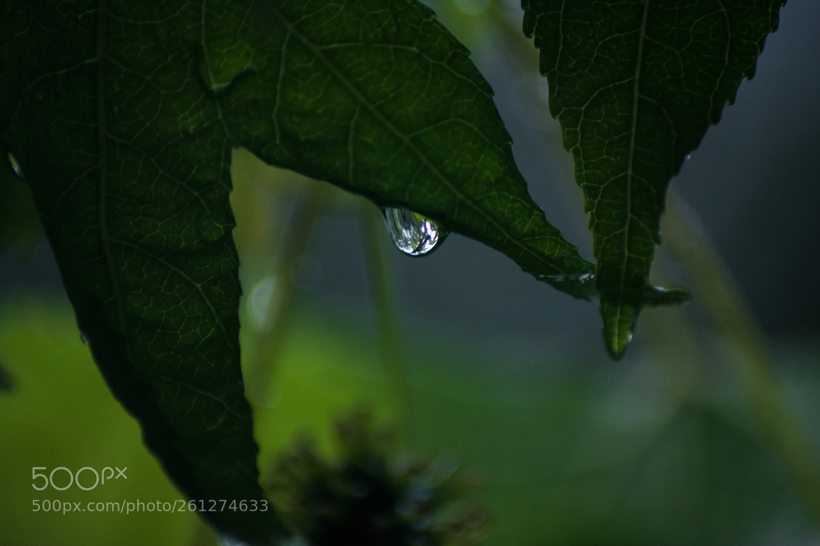 Nikon D5200 sample photo. Water 3 photography