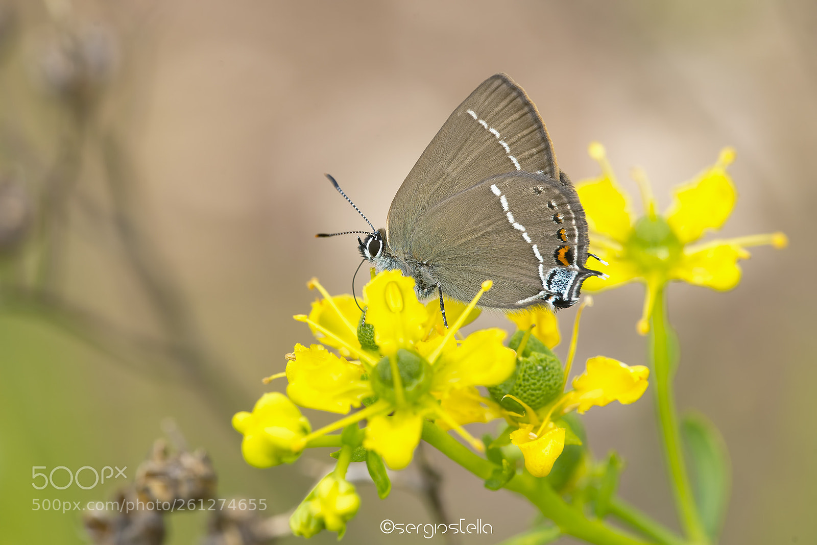 Nikon D610 sample photo. Satyrium spini_____ photography