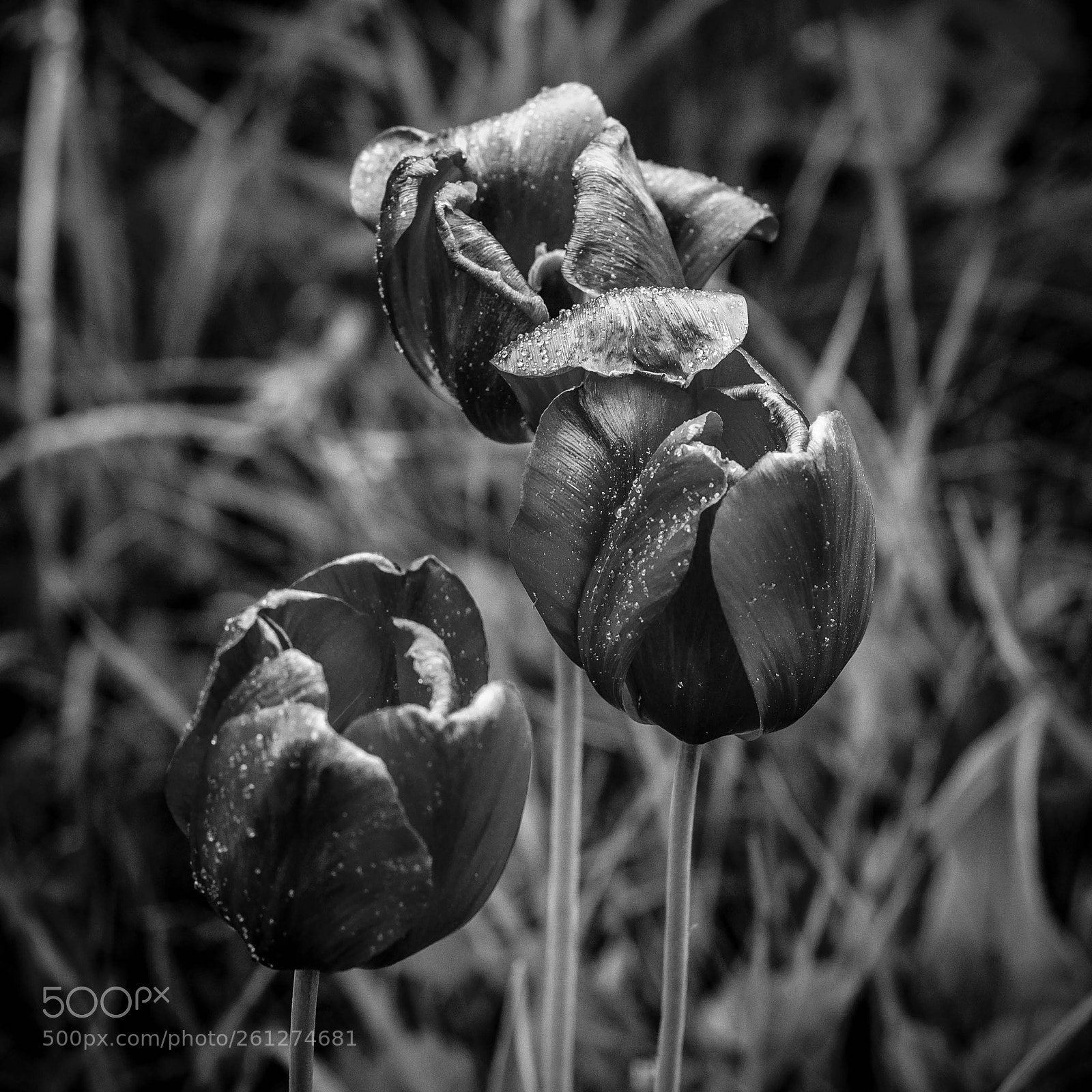 Sony Alpha DSLR-A850 sample photo. Tulips photography
