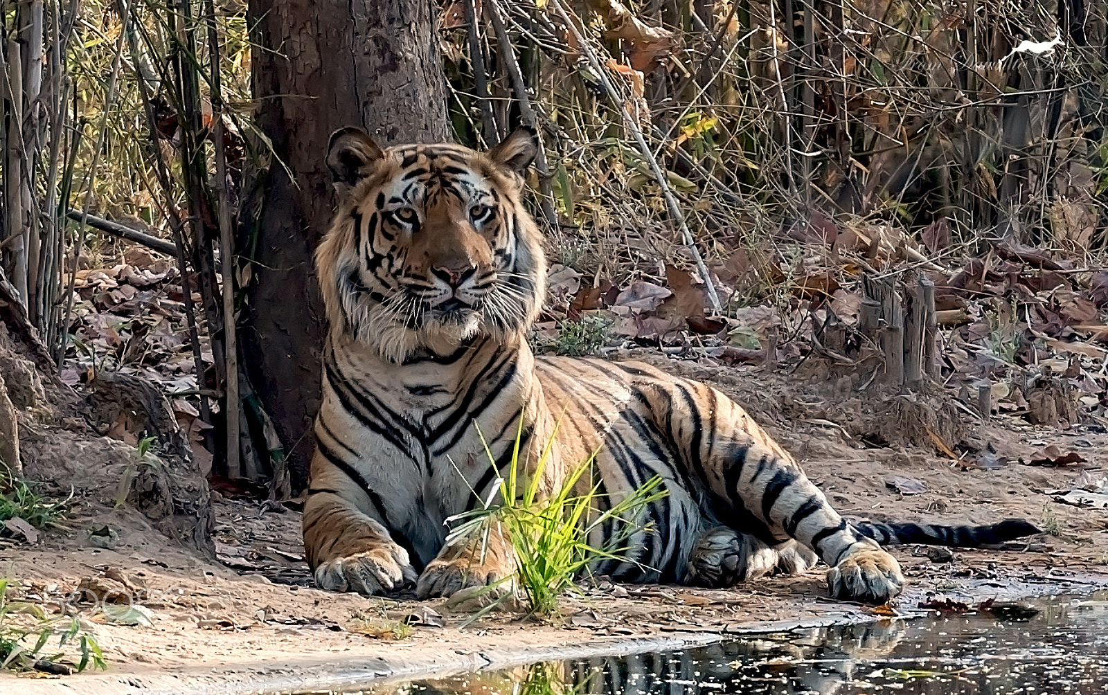 Nikon D750 sample photo. The maharaja of india photography