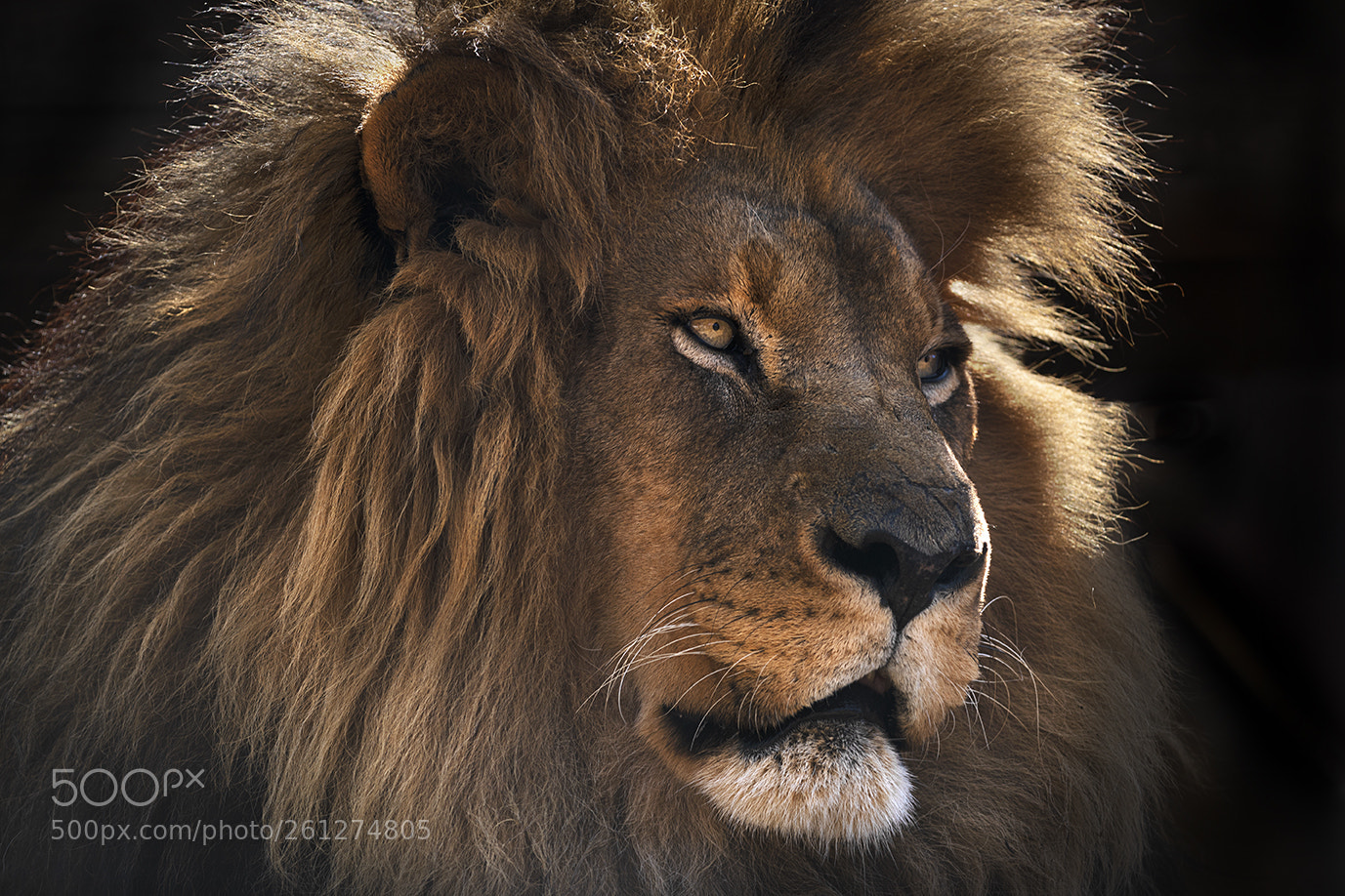 Nikon D750 sample photo. Lion portrait photography