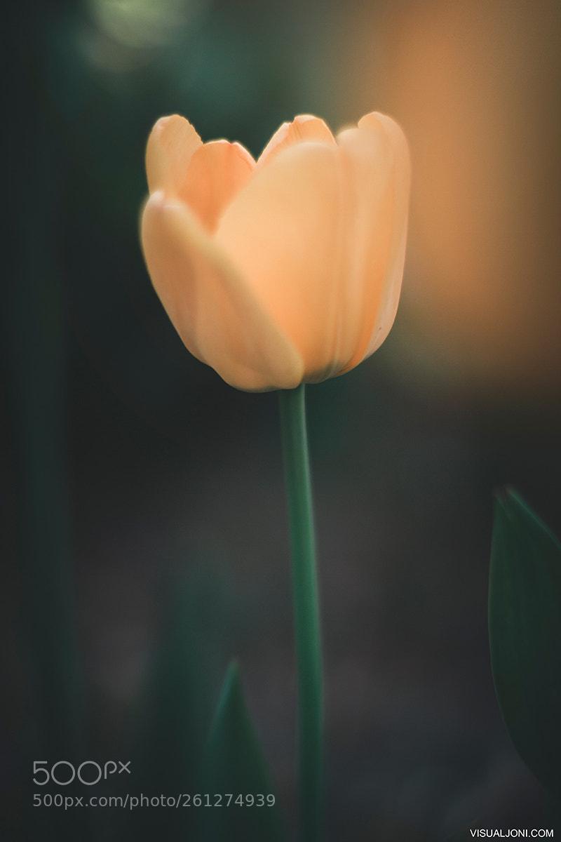 Canon EOS 7D sample photo. Yellow tulip photography