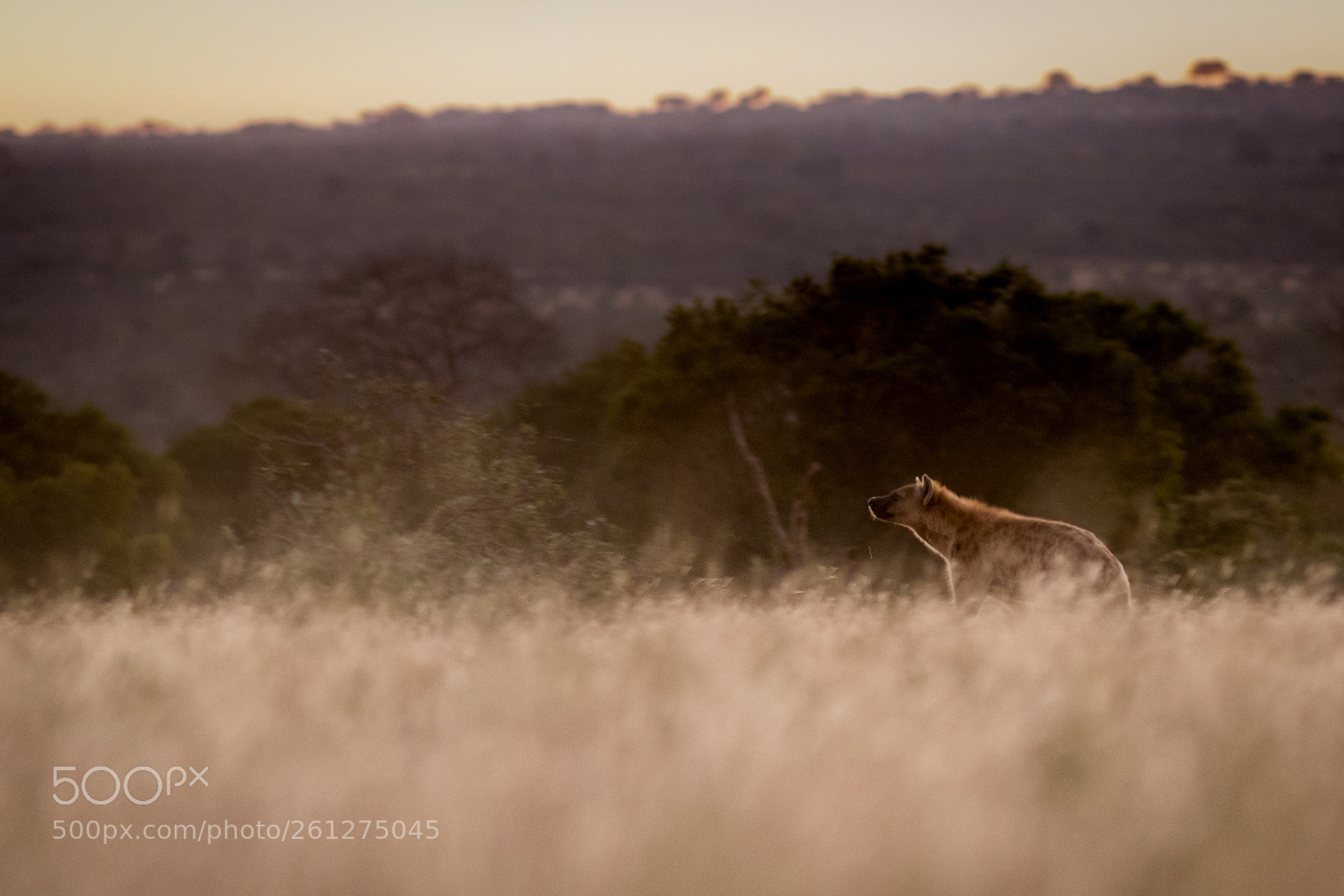 Canon EOS 7D Mark II sample photo. Hyena photography