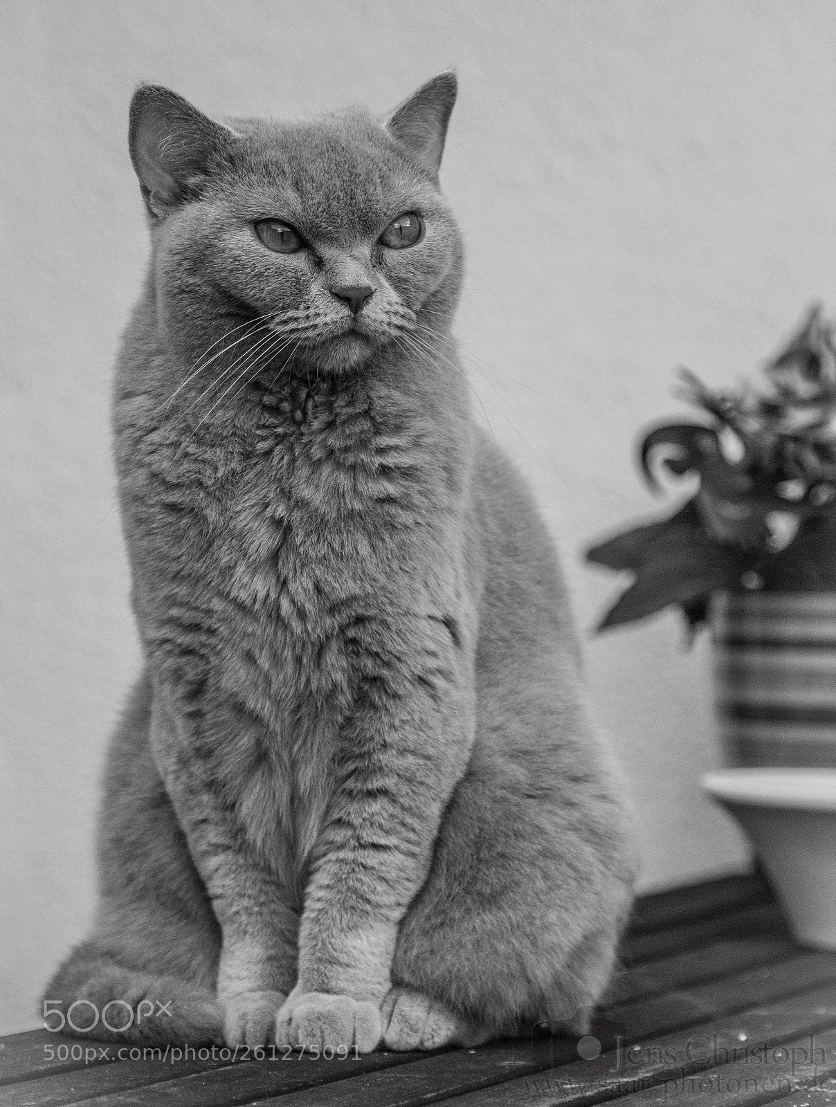 Canon EOS 550D (EOS Rebel T2i / EOS Kiss X4) sample photo. Mila photography