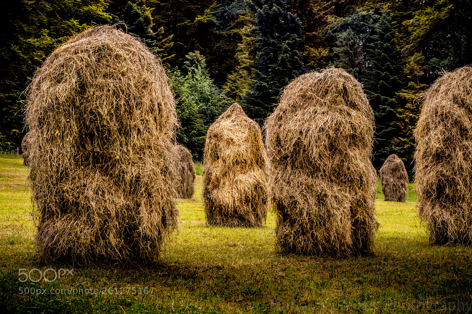 Nikon D7100 sample photo. Sacrifice stacks photography