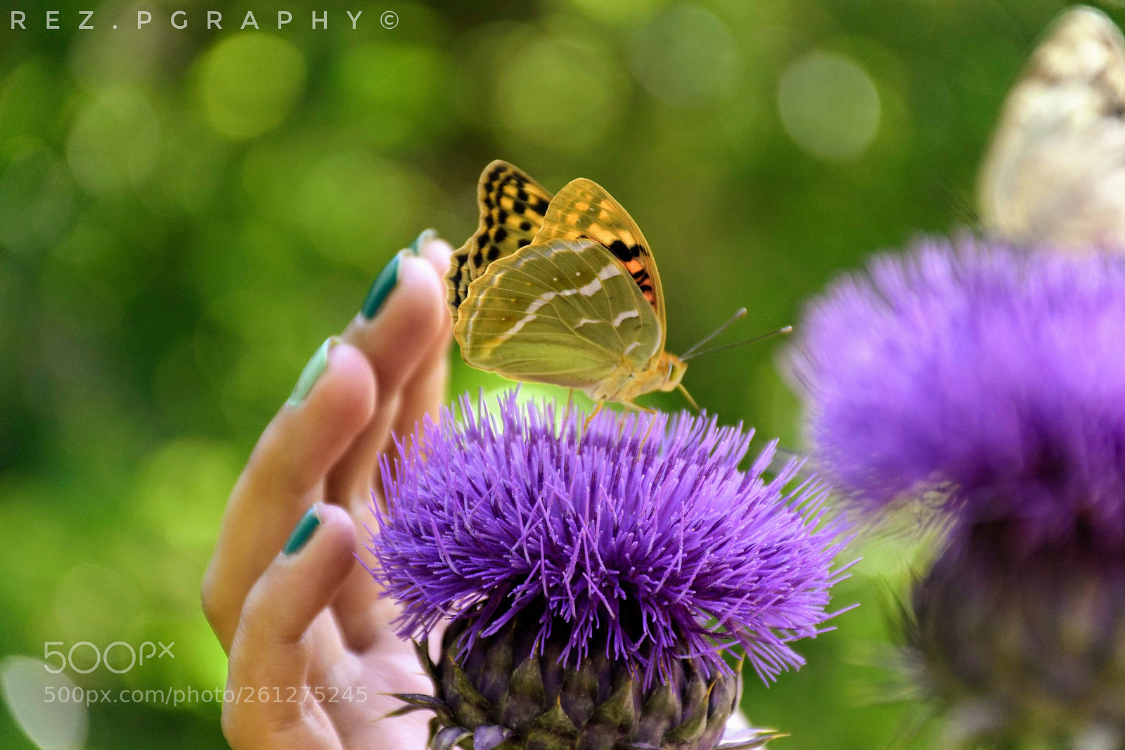 Nikon D5300 sample photo. Butterfly photography