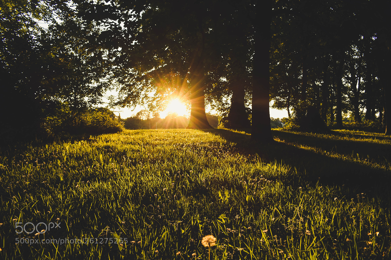 Nikon D3400 sample photo. Irish photography