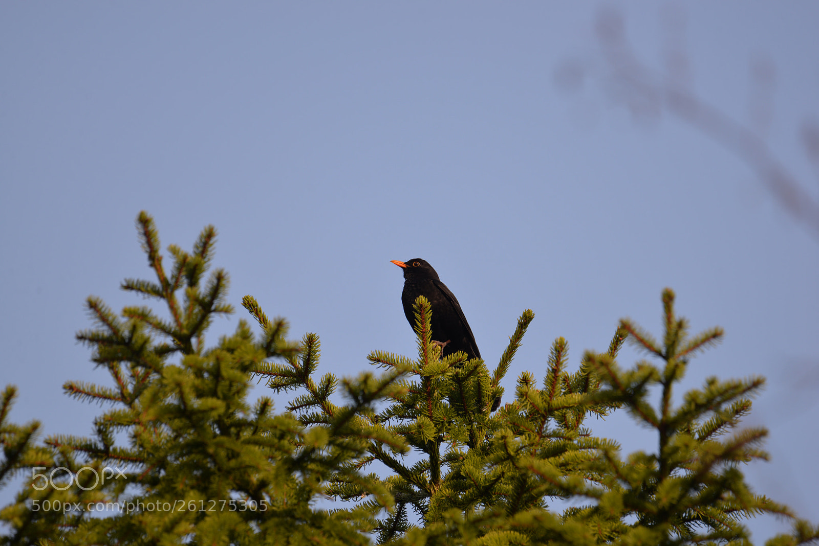 Nikon D610 sample photo. Black bird photography