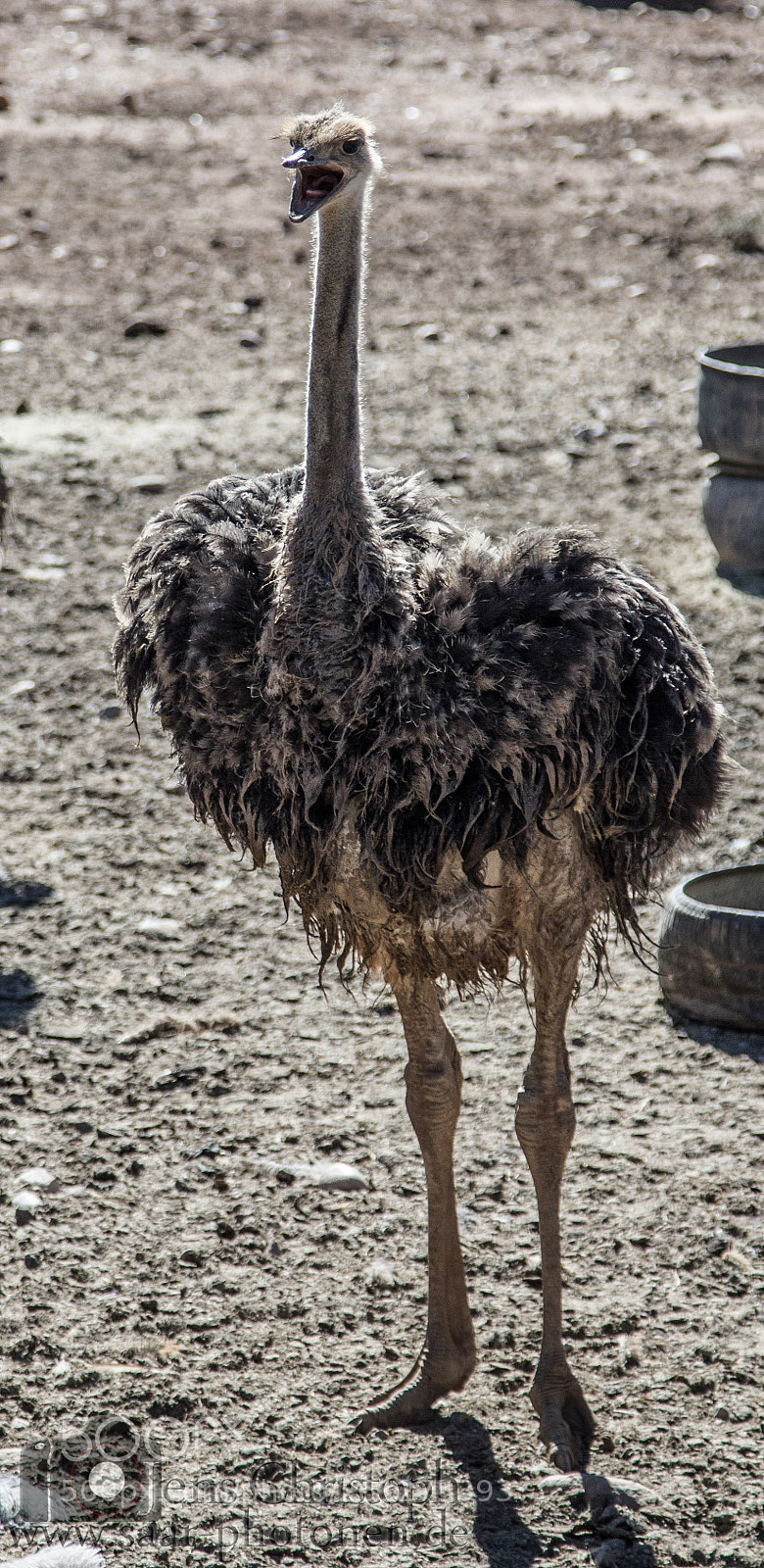 Canon EOS 550D (EOS Rebel T2i / EOS Kiss X4) sample photo. Ostrich photography