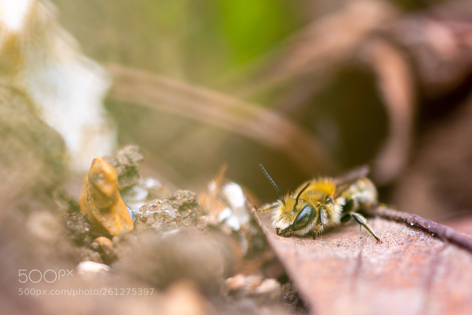 Canon EOS 70D sample photo. Furry bee photography