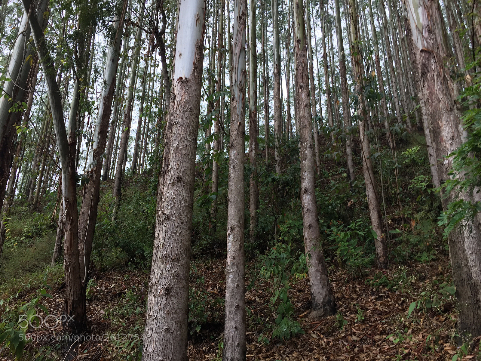 Apple iPhone 6 sample photo. Untitled photography