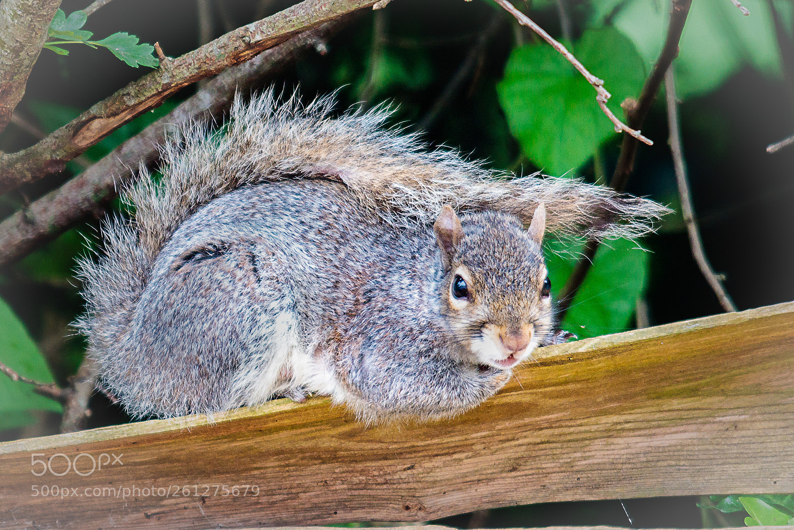 Canon EOS 80D sample photo. Grey squirrel photography