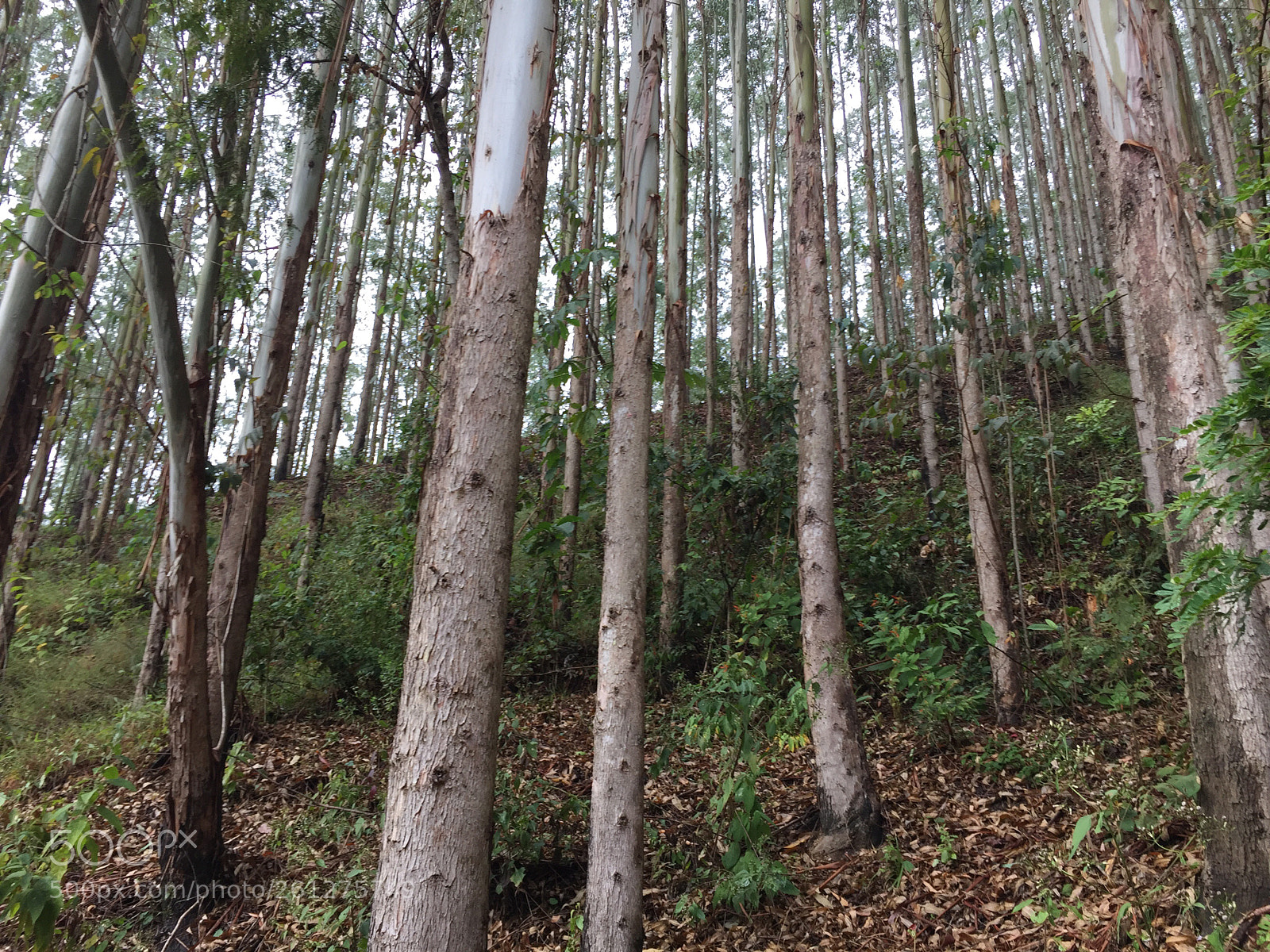 Apple iPhone 6 sample photo. Eucaliptos  photography