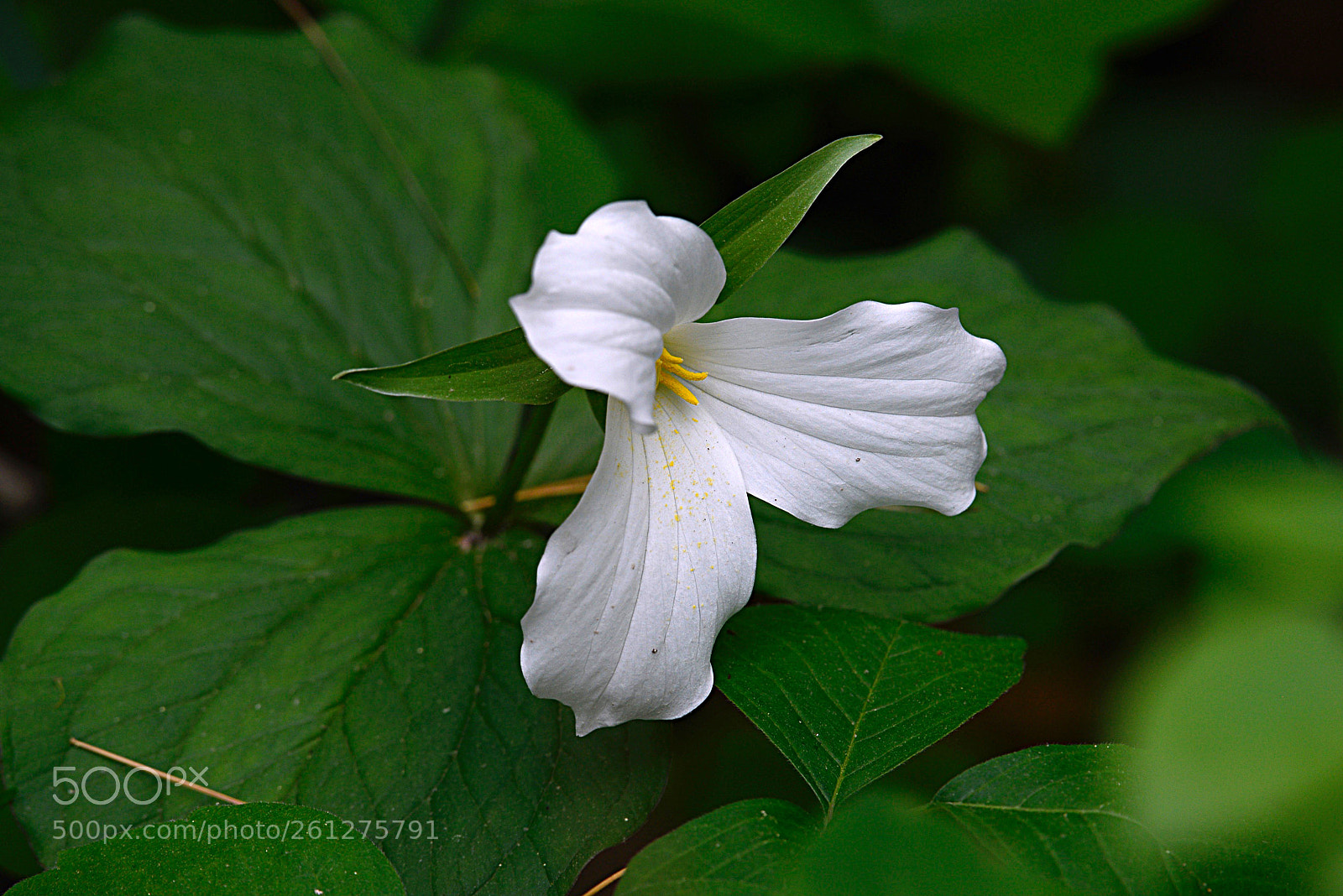 Nikon D800 sample photo. Trillium edited photography