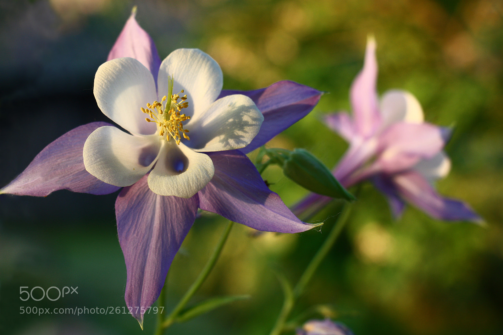 Canon EOS 450D (EOS Rebel XSi / EOS Kiss X2) sample photo. Evening aquilegia. photography