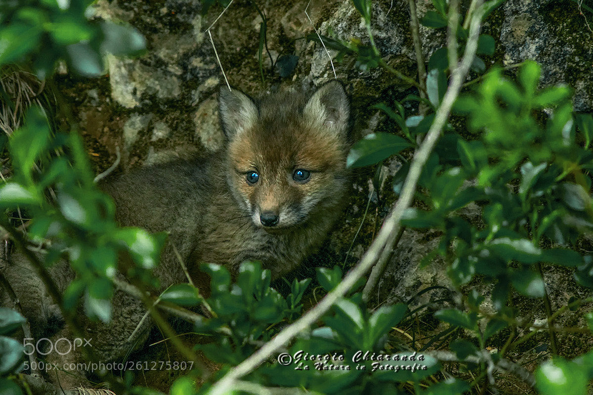 Canon EOS 7D Mark II sample photo. L'ultimo sguardo photography