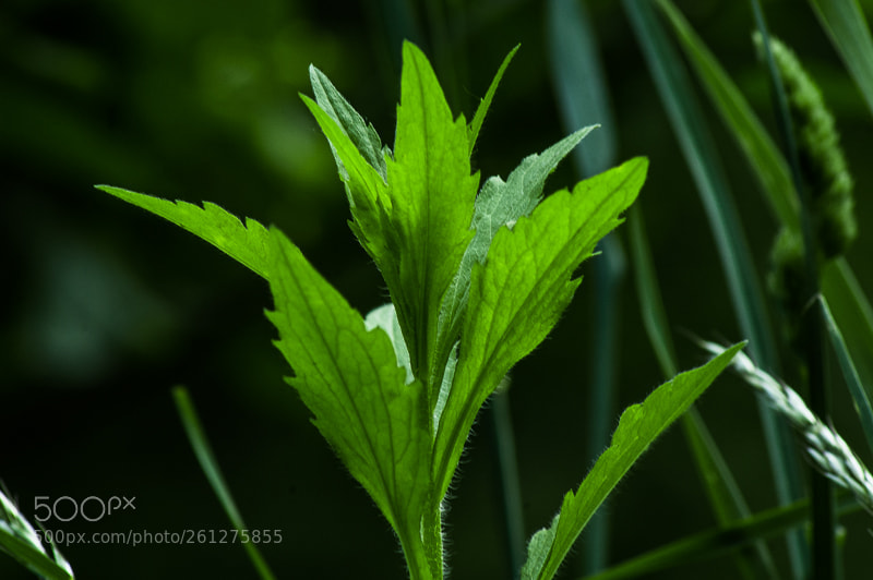 Nikon D70 sample photo. Macro plant photography
