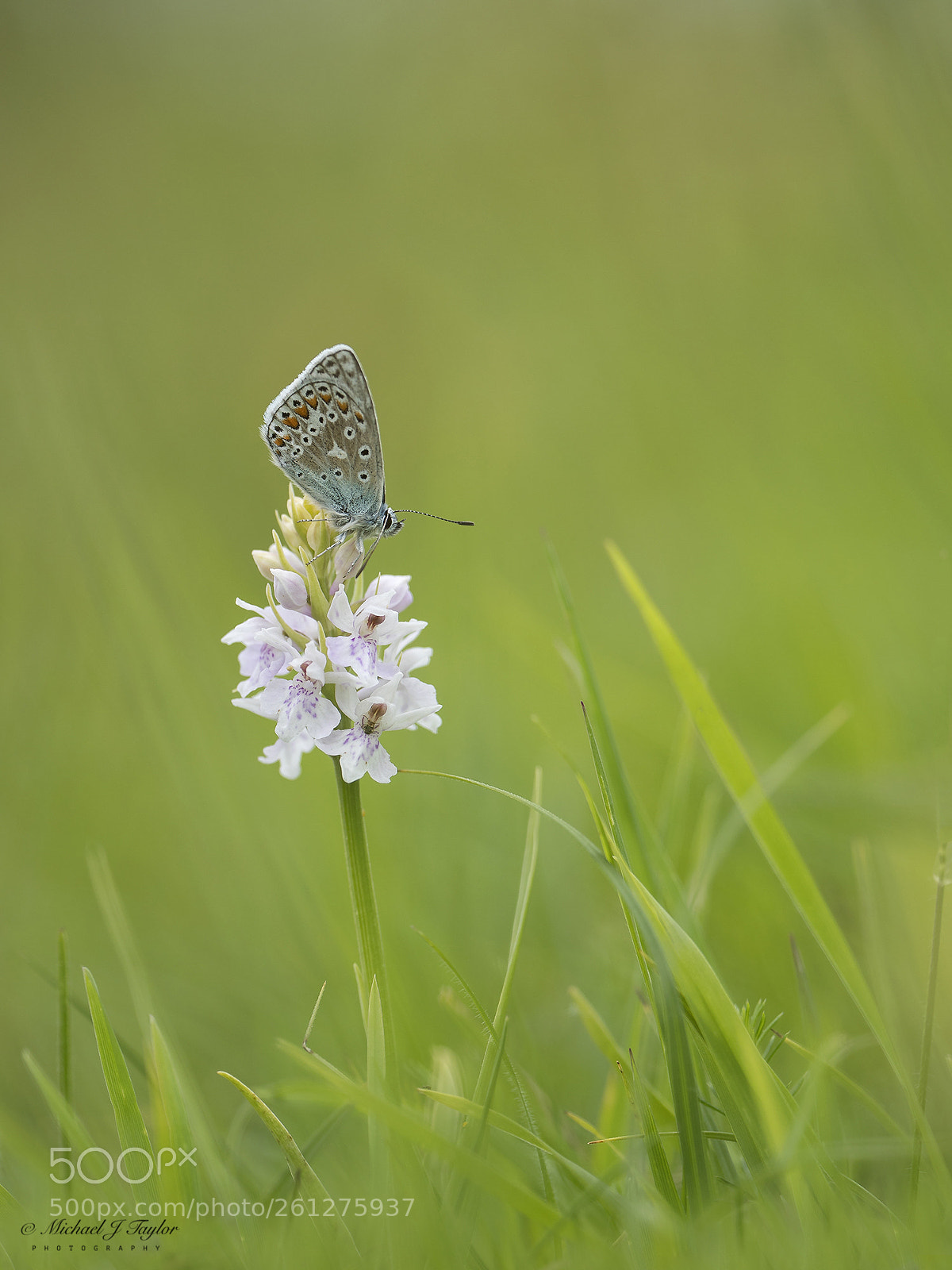 Panasonic Lumix DC-G9 sample photo. Meadow life... photography