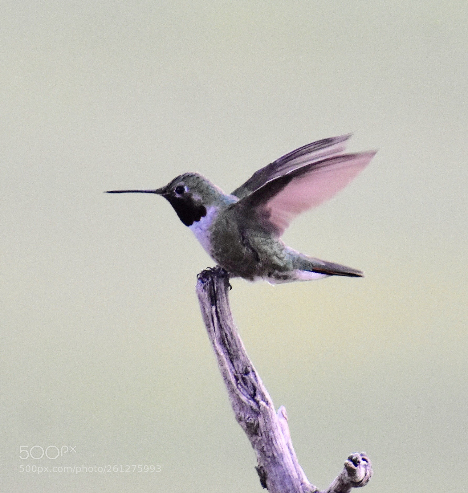 Nikon D3400 sample photo. Broad-tail hummingbird in flight photography