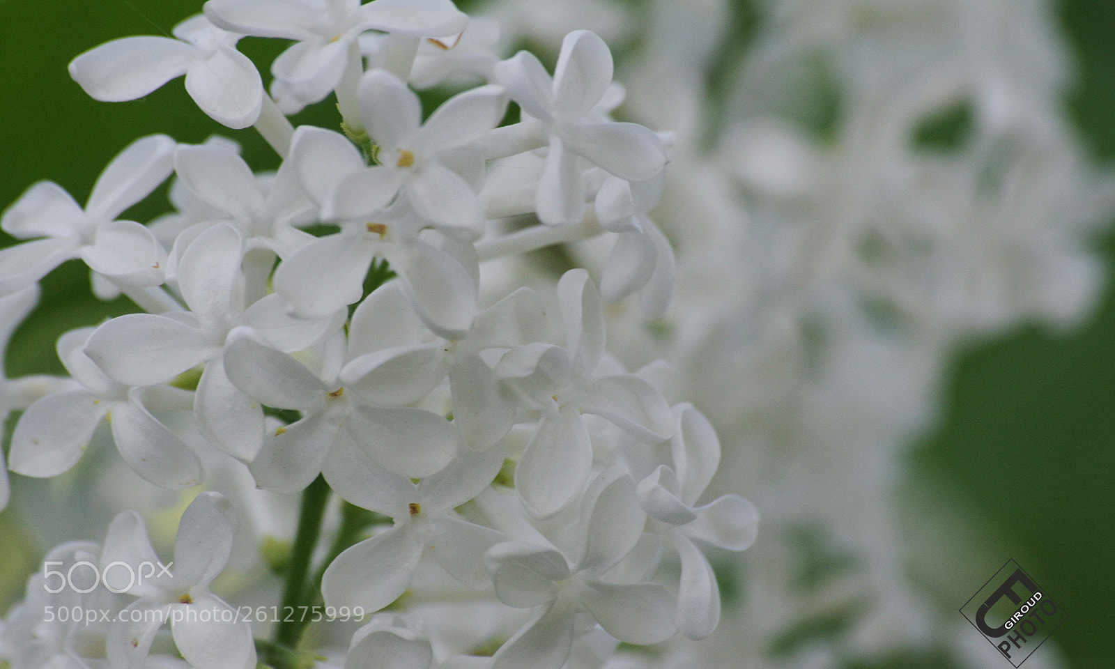 Pentax K-3 sample photo. White lilac photography
