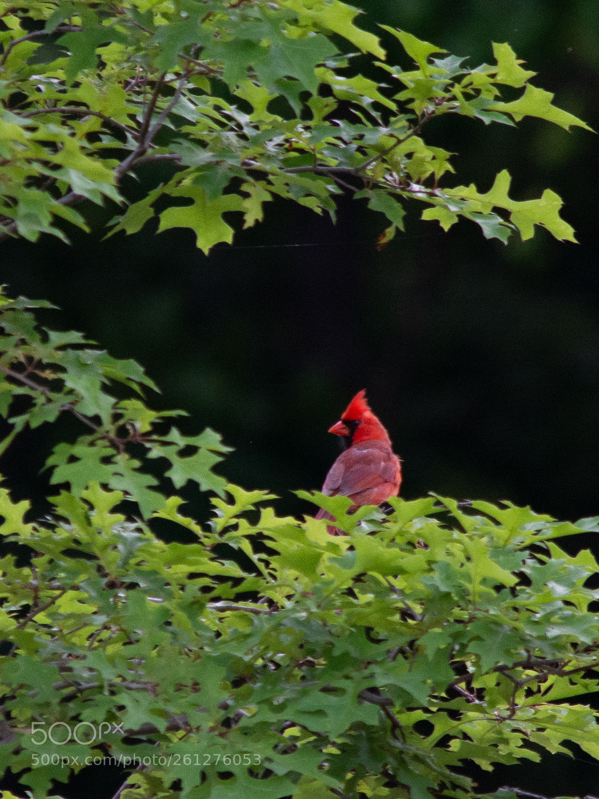 Nikon D5200 sample photo. Cardinal photography
