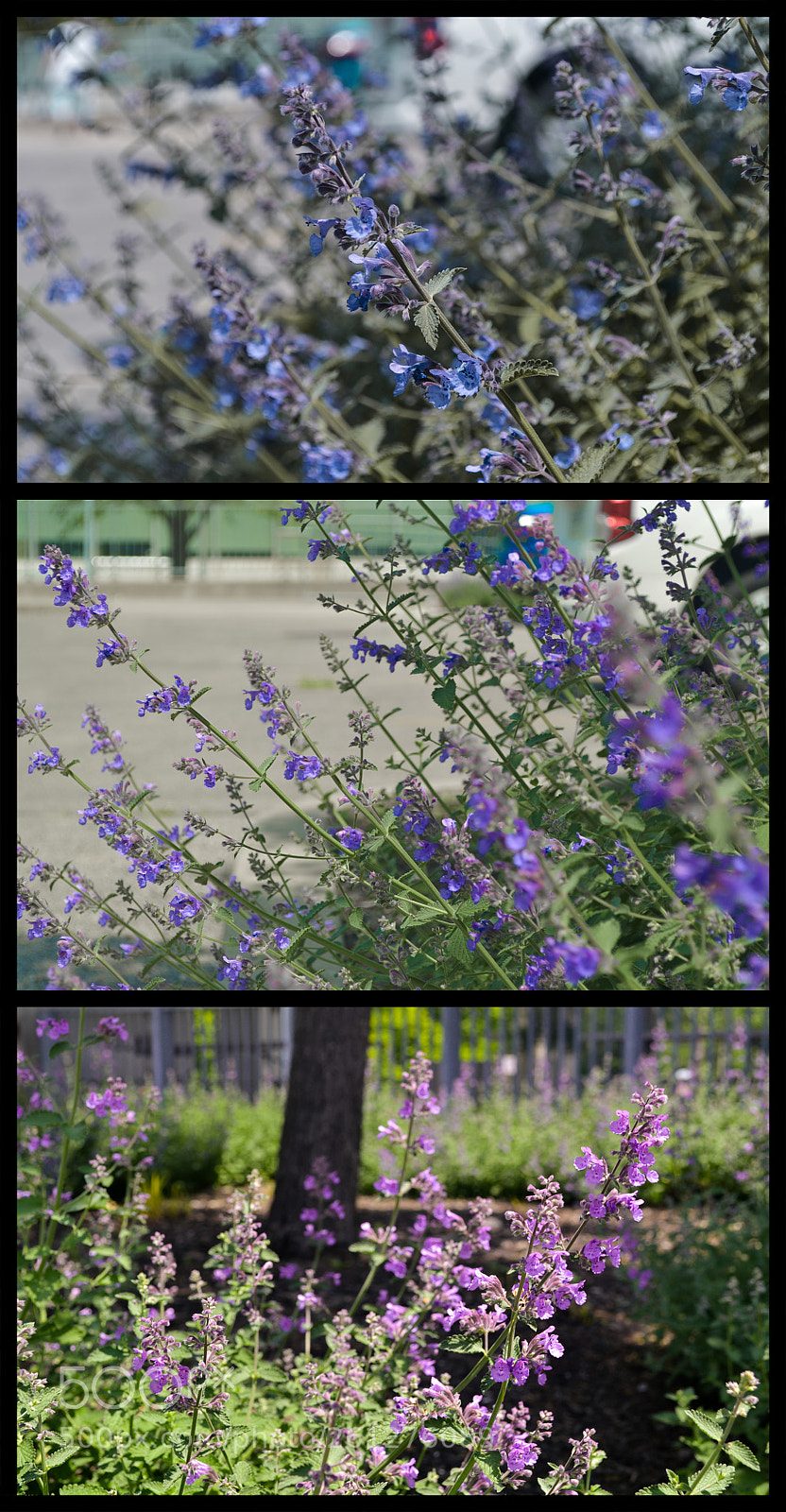 Nikon D3100 sample photo. Photo collage photography
