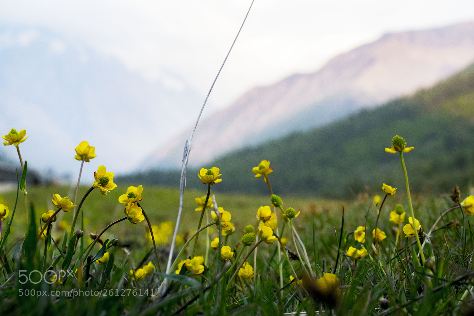 Nikon D5300 sample photo. Chitkul photography