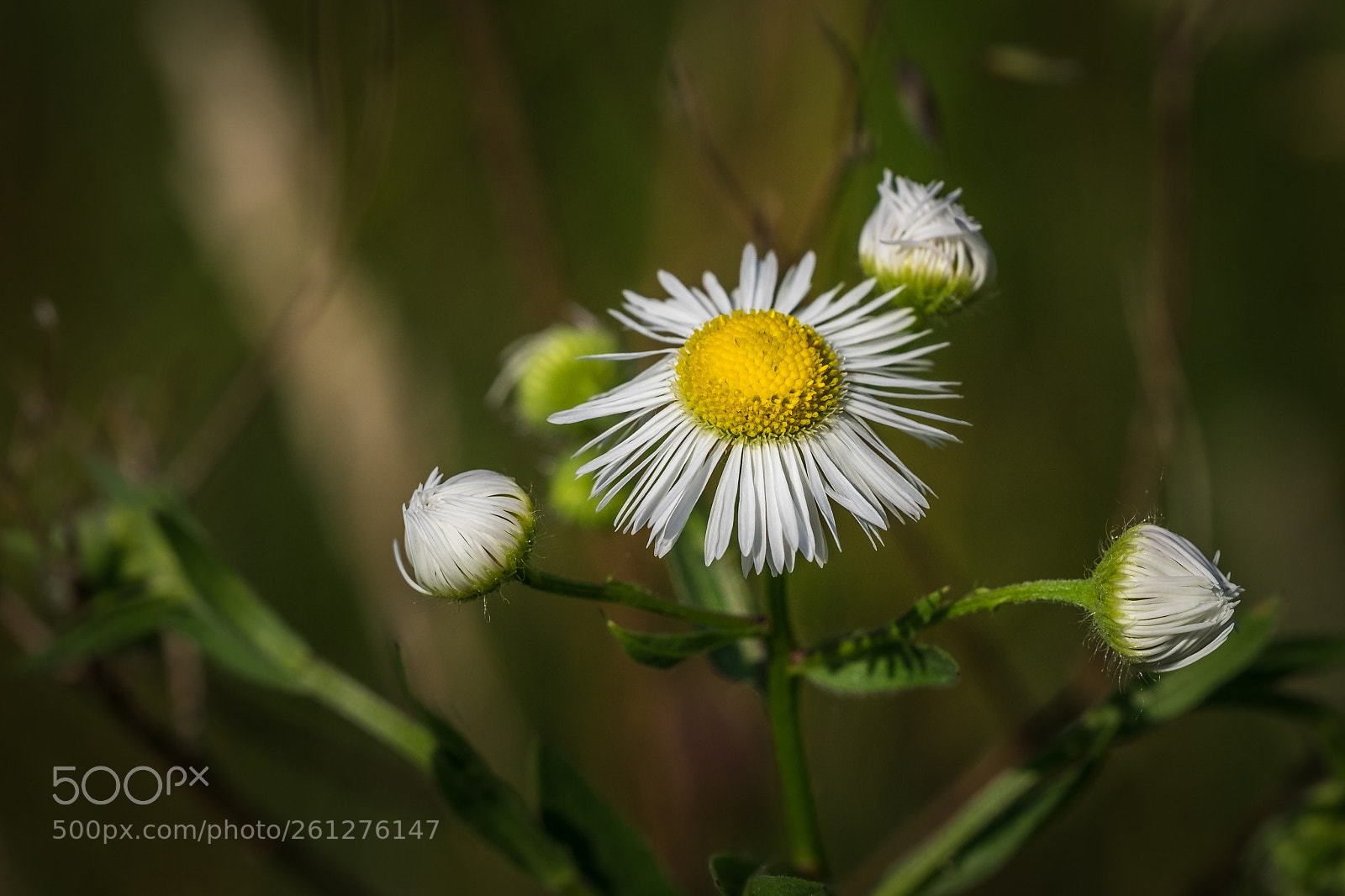 Fujifilm X-T1 sample photo. Feinstrahl (erigeron annuus) photography
