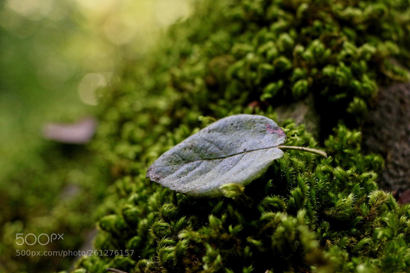 Canon EOS 750D (EOS Rebel T6i / EOS Kiss X8i) sample photo. Green leaf photography