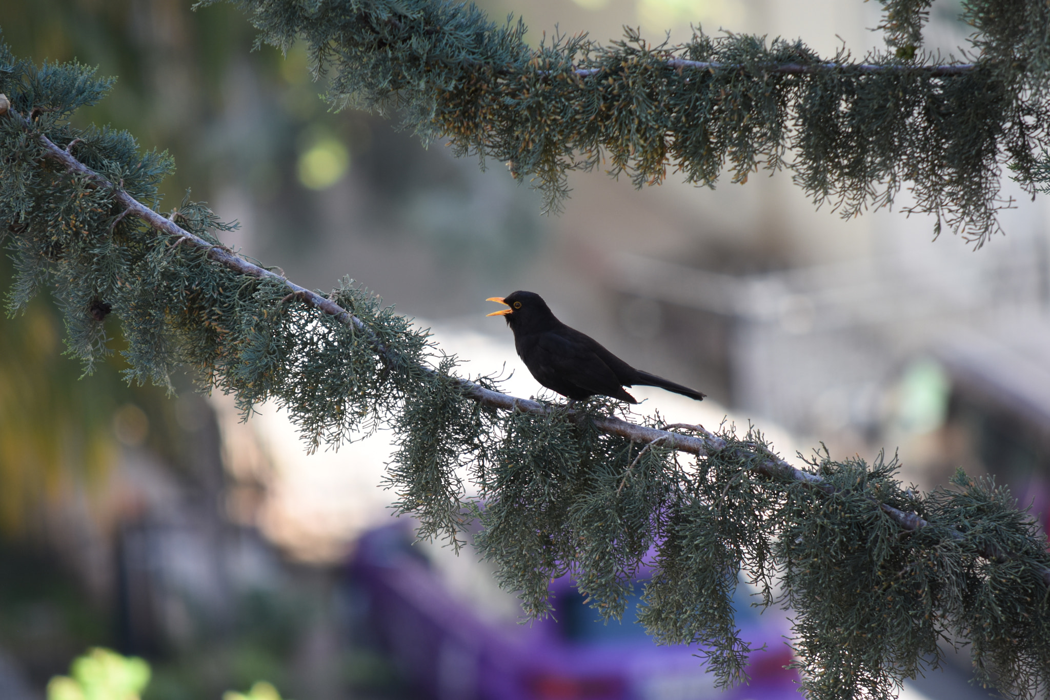 Nikon D7200 sample photo