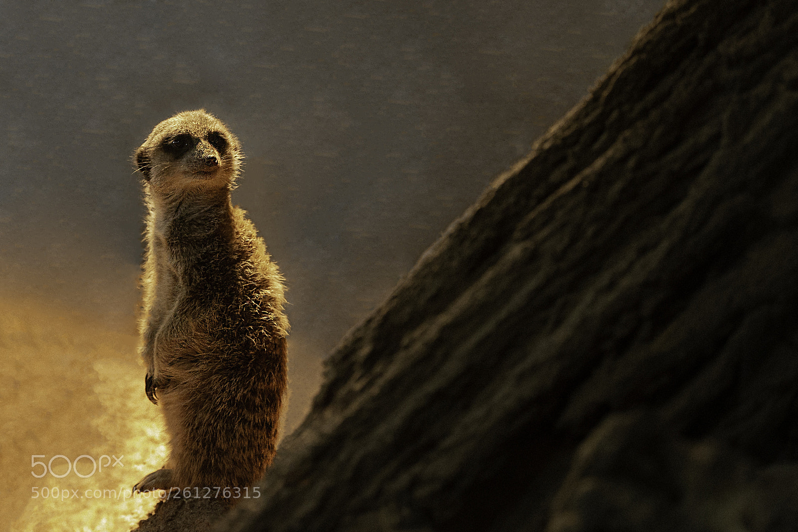 Canon EOS 6D sample photo. Suricata suricatta photography