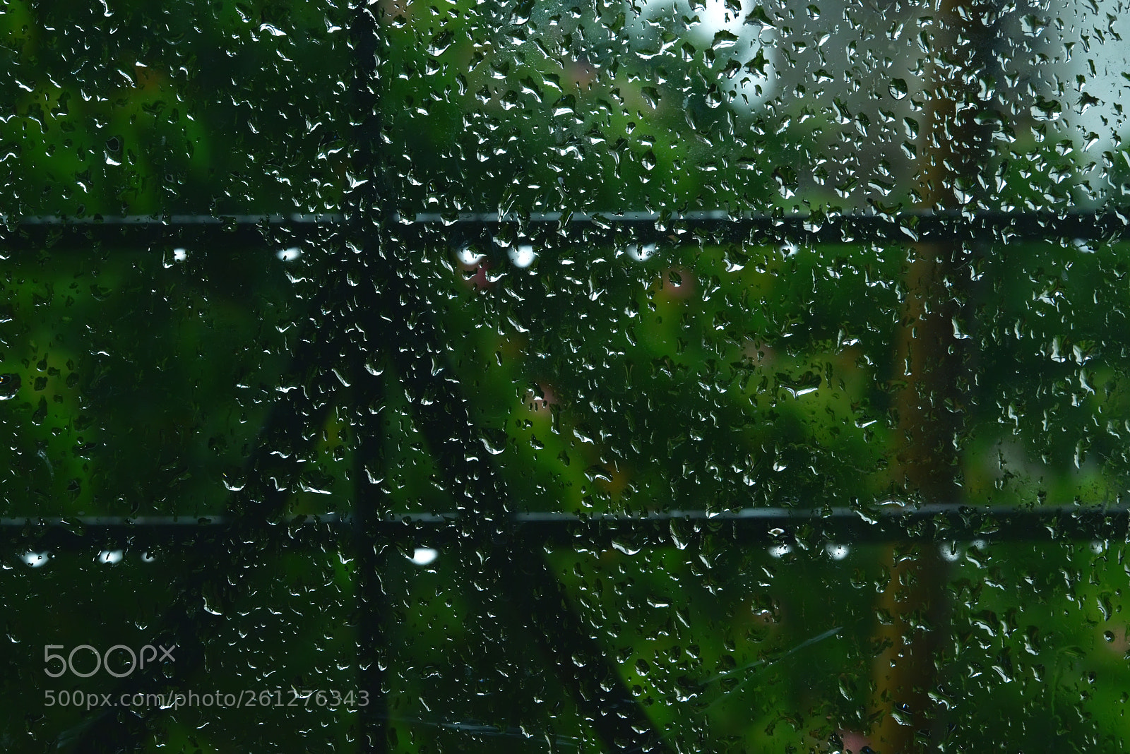 Nikon D810 sample photo. Mansoon first drop photography