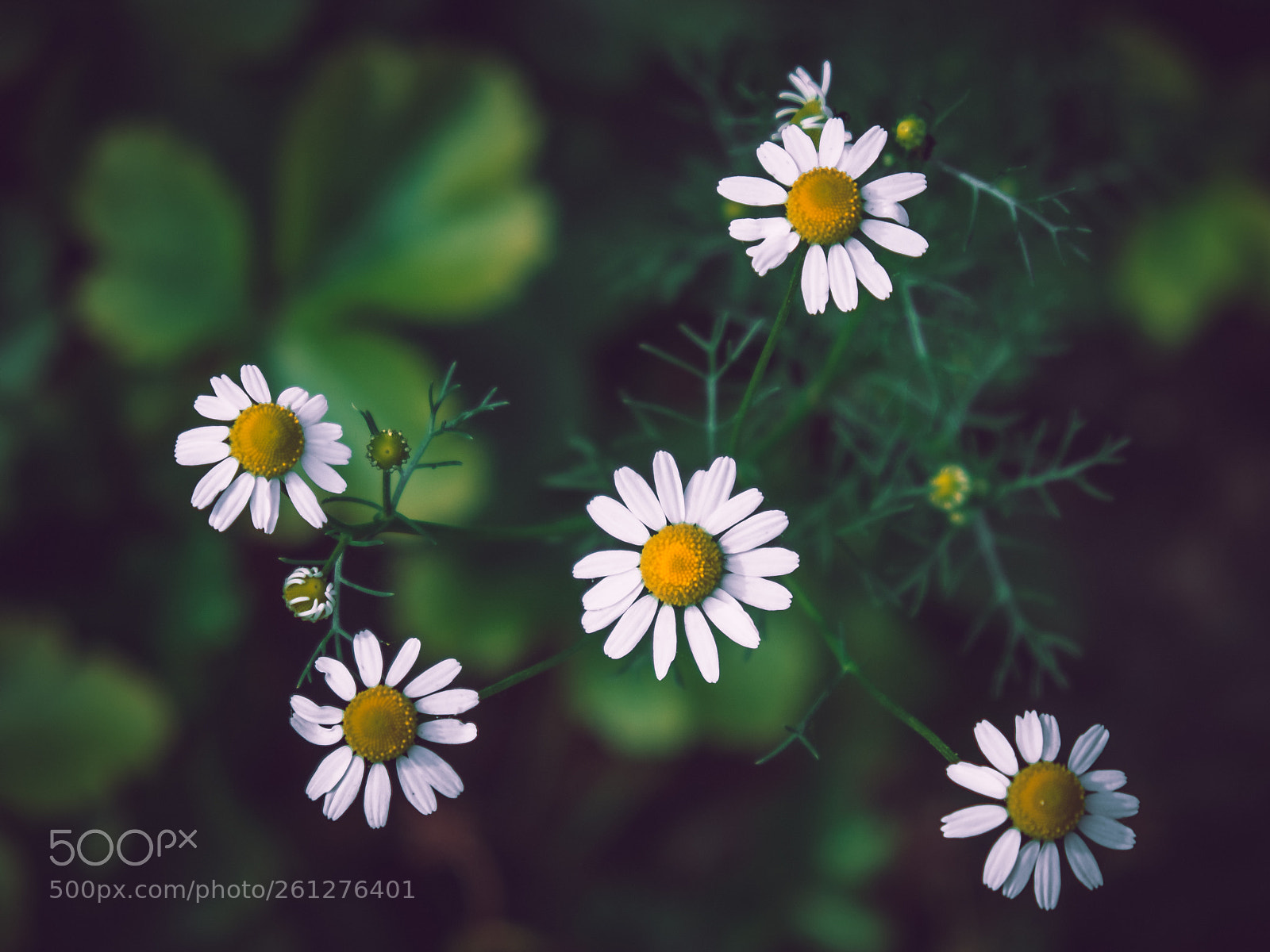 Fujifilm X-T20 sample photo. Wilc camomile photography