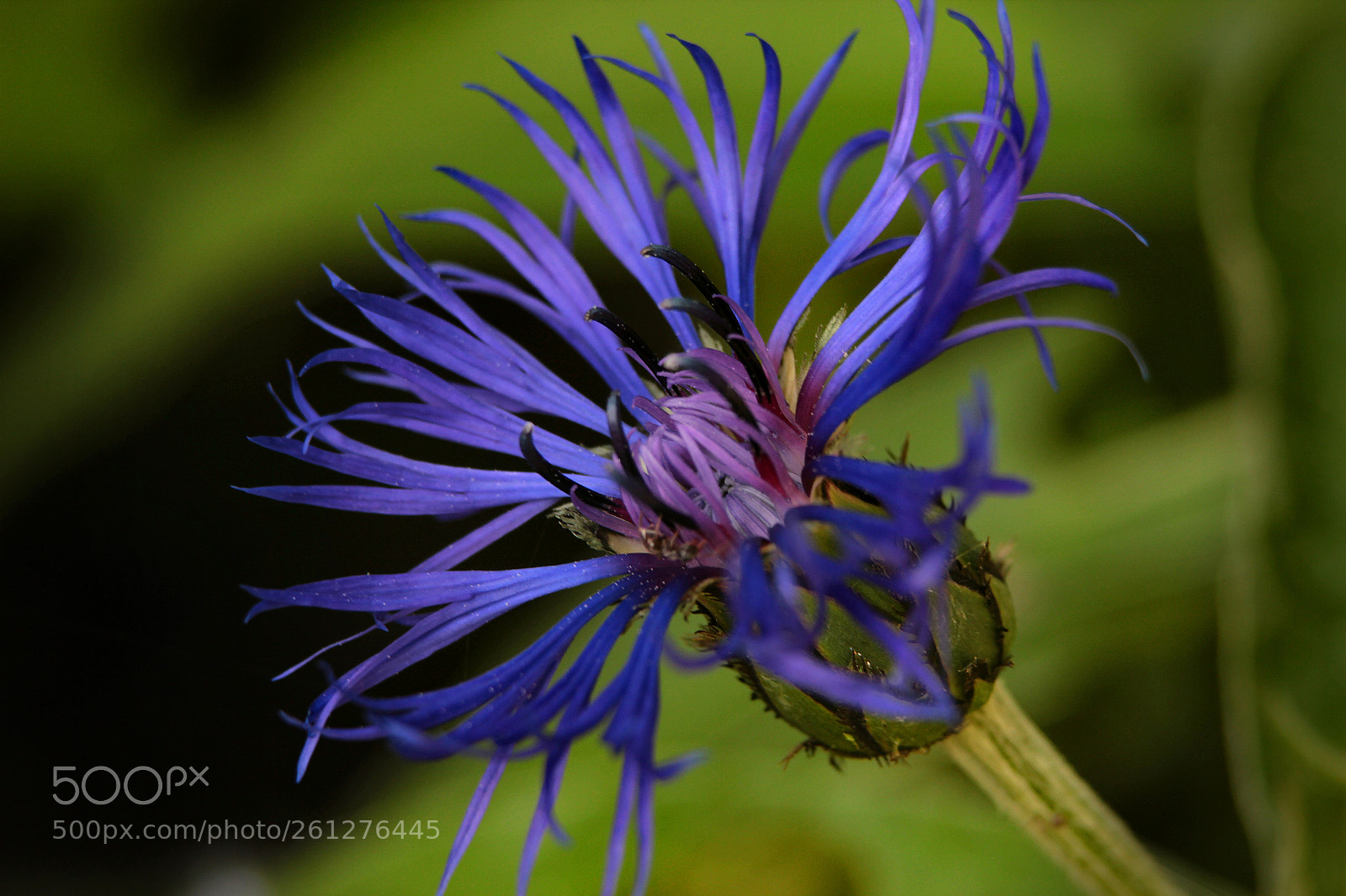 Canon EOS 600D (Rebel EOS T3i / EOS Kiss X5) sample photo. Centaurea montana photography