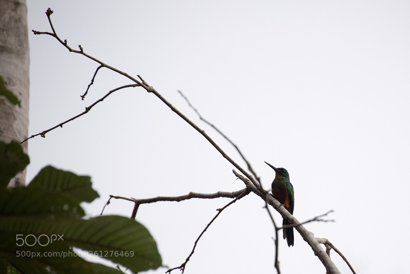 Nikon D750 sample photo. Amazon - igarapé xixuaú photography
