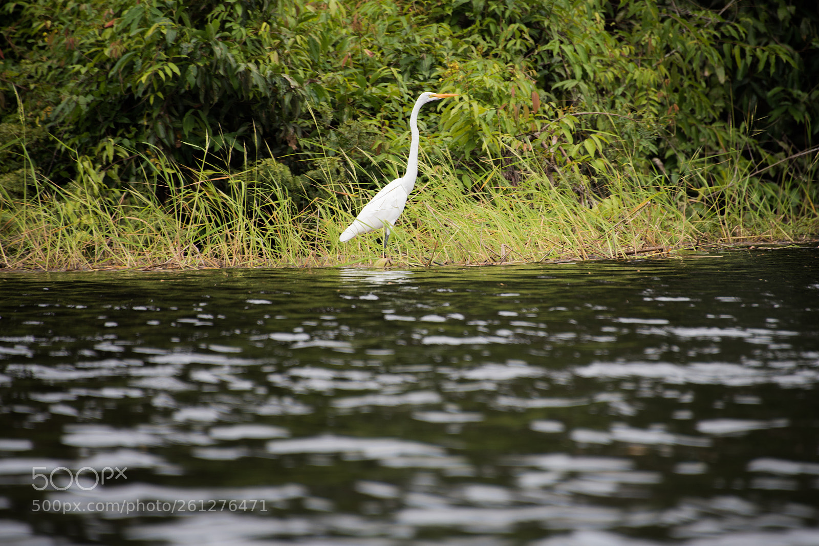 Nikon D750 sample photo. Amazon - igarapé xixuaú photography