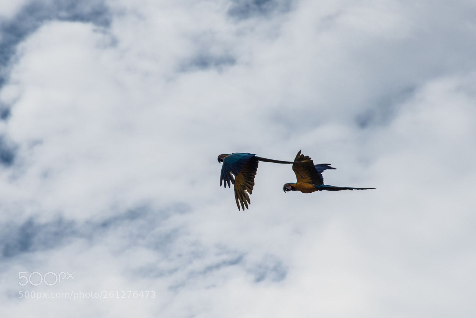 Nikon D750 sample photo. Amazon - igarapé xixuaú photography