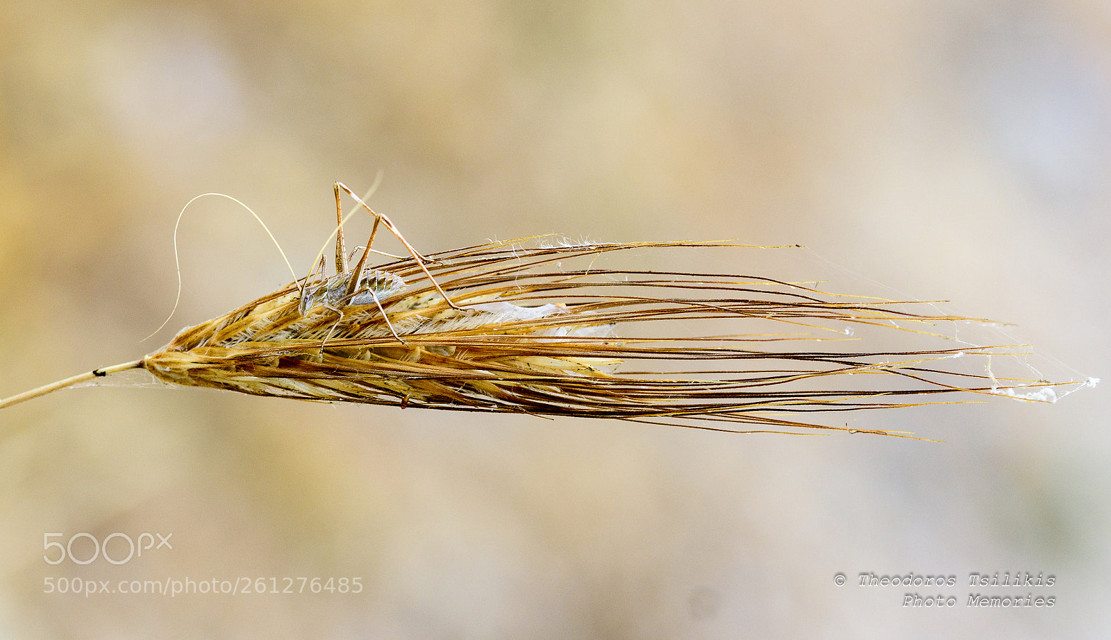 Nikon D7200 sample photo. Bug on the rye photography