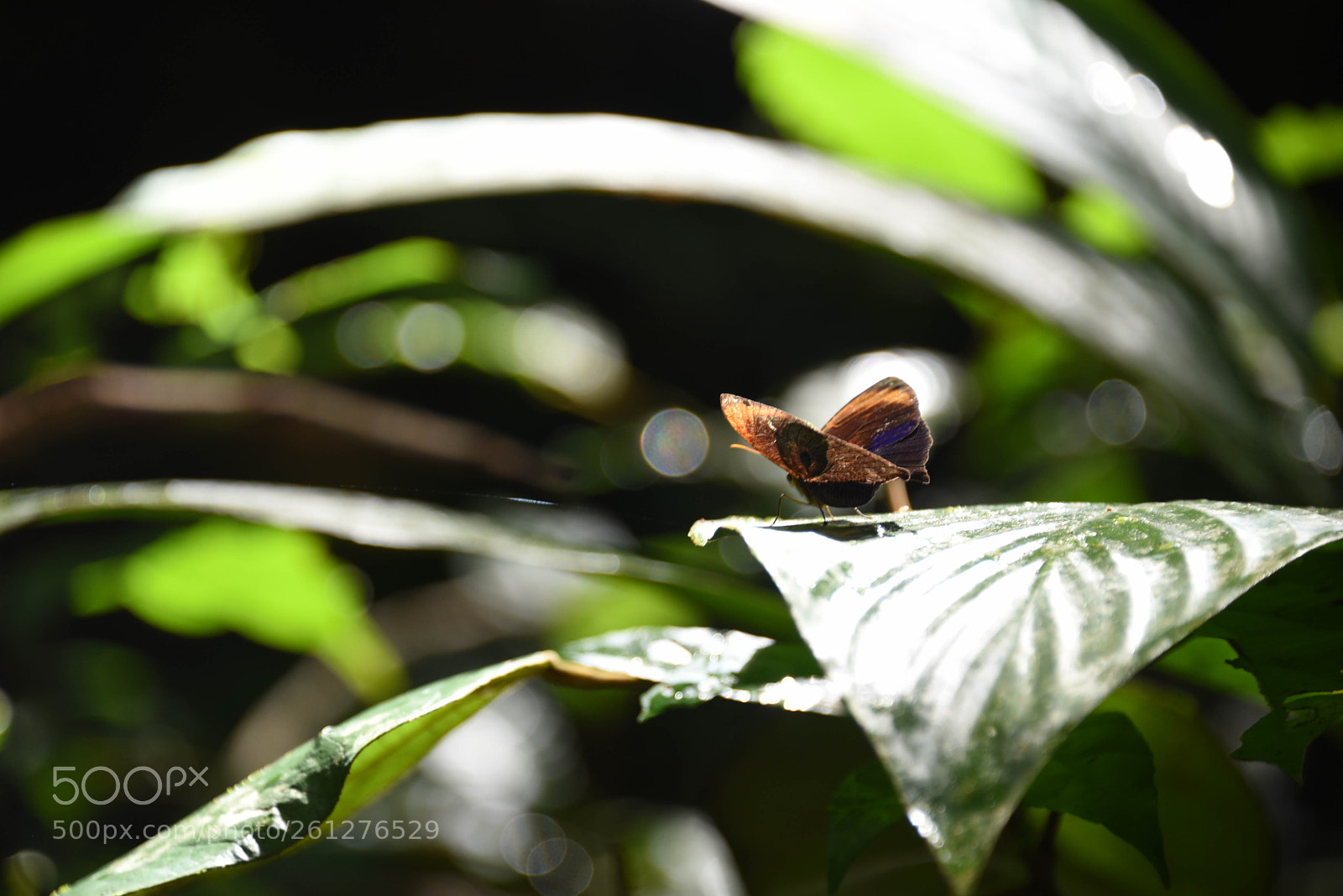 Nikon D750 sample photo. Amazon - igarapé xixuaú photography