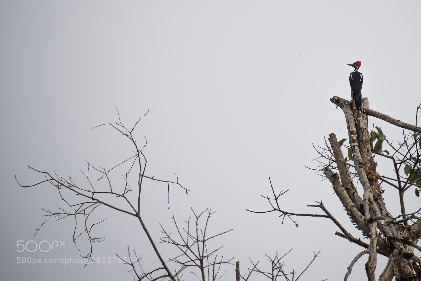 Nikon D750 sample photo. Amazon - igarapé xixuaú photography