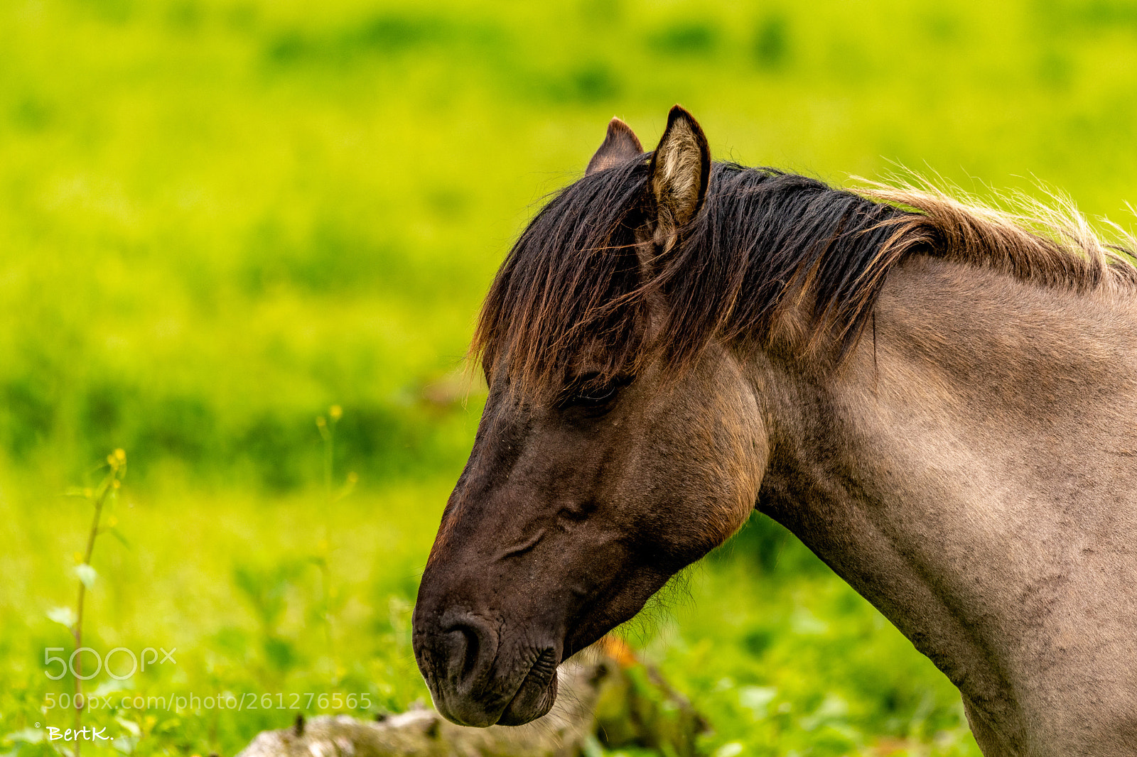 Nikon D500 sample photo. Wild horse photography